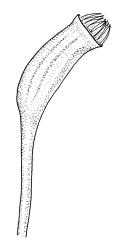 Ptychomnion densifolium, capsule, moist. Drawn from K.W. Allison 6845, CHR 454699.
 Image: R.C. Wagstaff © Landcare Research 2018 